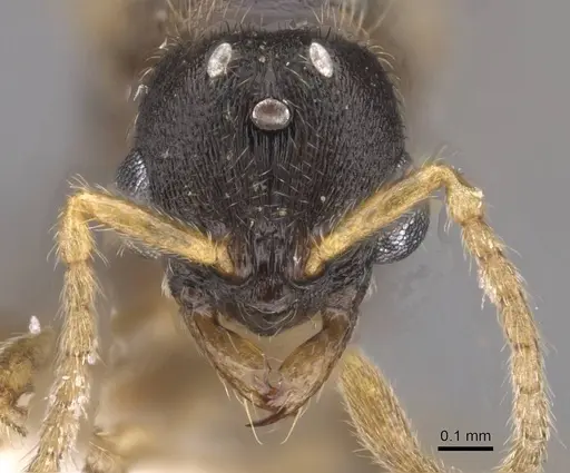 Typhlomyrmex meire specimen CASENT0915352 image casent0915352_2