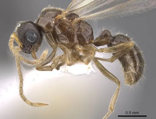Typhlomyrmex meire specimen CASENT0915352 image casent0915352_3