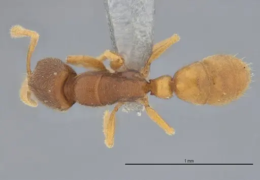 Typhlomyrmex prolatus specimen ANTWEB1053877 image antweb1053877_1