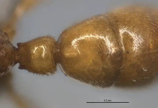 Typhlomyrmex prolatus specimen ANTWEB1053877 image antweb1053877_2