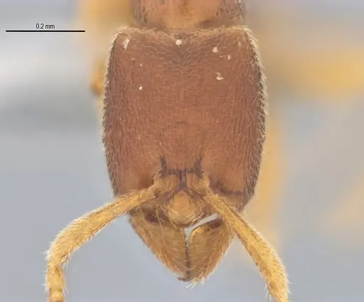 Typhlomyrmex prolatus specimen ANTWEB1053877 image antweb1053877_3