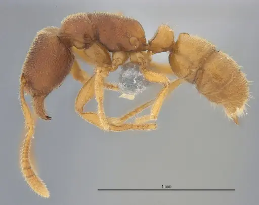 Typhlomyrmex prolatus specimen ANTWEB1053877 image antweb1053877_4
