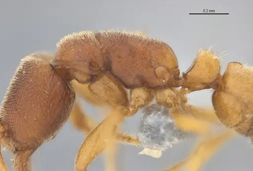 Typhlomyrmex prolatus specimen ANTWEB1053877 image antweb1053877_5