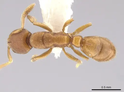 Typhlomyrmex prolatus specimen CASENT0628623 image casent0628623_1