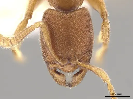 Typhlomyrmex prolatus specimen CASENT0628623 image casent0628623_2