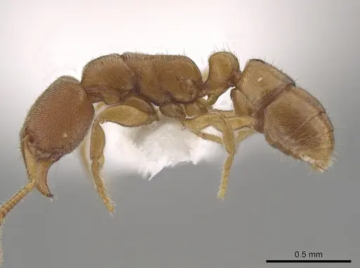 Typhlomyrmex prolatus specimen CASENT0628623 image casent0628623_3