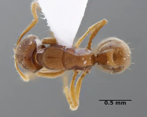 Typhlomyrmex prolatus specimen CATAC-00879 image catac-00879_1