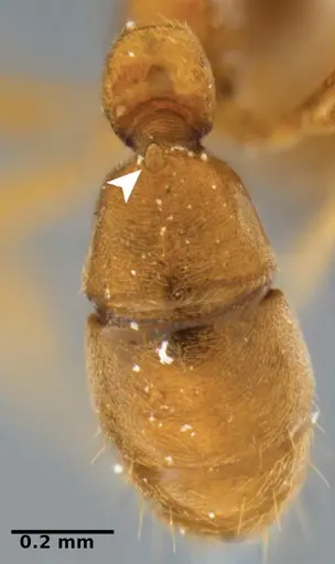 Typhlomyrmex prolatus specimen CATAC-00879 image catac-00879_2