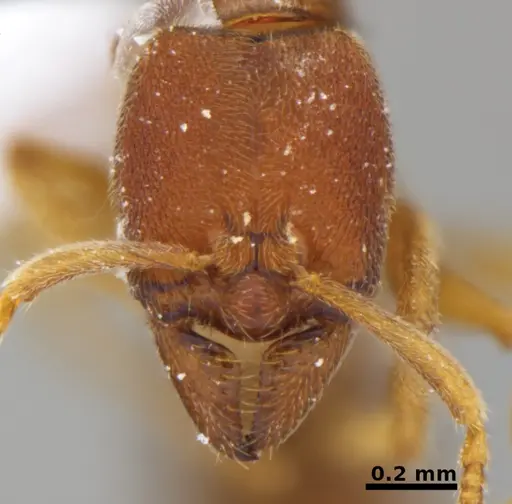 Typhlomyrmex prolatus specimen CATAC-00879 image catac-00879_3