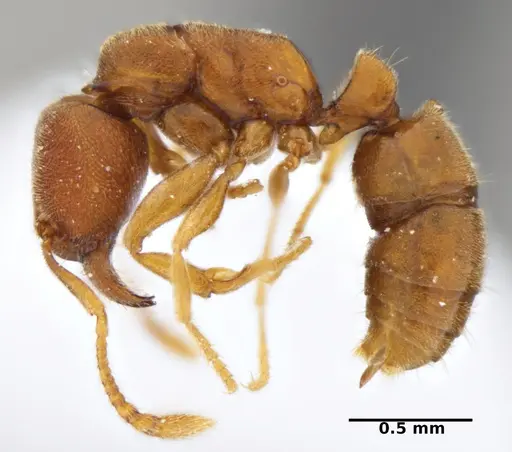 Typhlomyrmex prolatus specimen CATAC-00879 image catac-00879_4