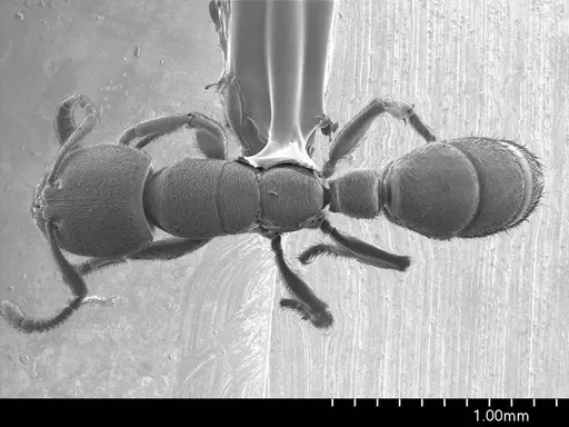Typhlomyrmex pusillus specimen ANTWEB1008598 image antweb1008598_1