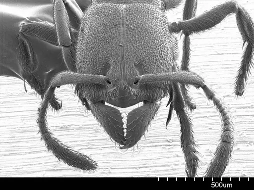 Typhlomyrmex pusillus specimen ANTWEB1008598 image antweb1008598_2