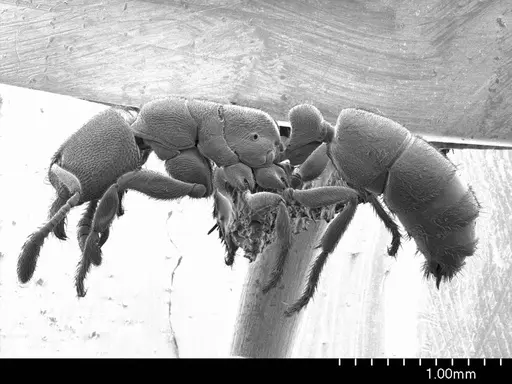 Typhlomyrmex pusillus specimen ANTWEB1008598 image antweb1008598_3