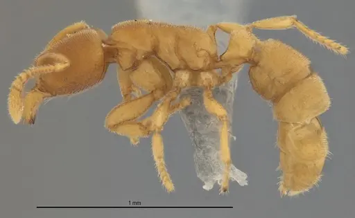 Typhlomyrmex pusillus specimen ANTWEB1053875 image antweb1053875_1