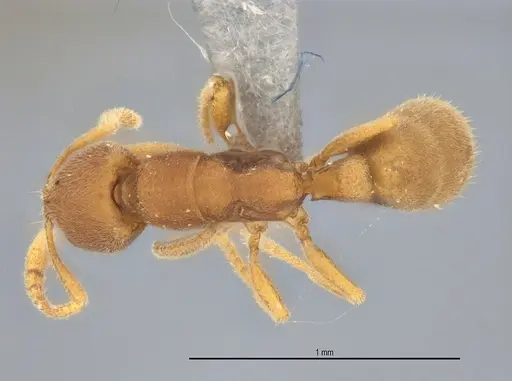Typhlomyrmex pusillus specimen ANTWEB1053878 image antweb1053878_1