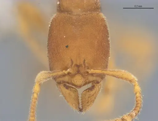Typhlomyrmex pusillus specimen ANTWEB1053878 image antweb1053878_2