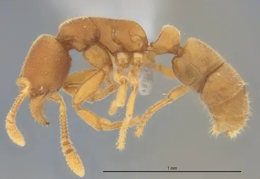 Typhlomyrmex pusillus specimen ANTWEB1053878 image antweb1053878_3