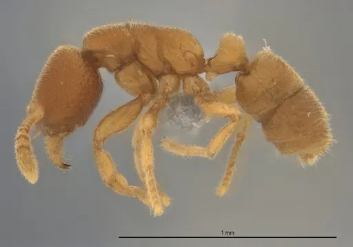 Typhlomyrmex pusillus specimen ANTWEB1053879 image antweb1053879_1