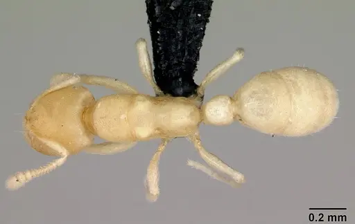 Typhlomyrmex pusillus specimen CASENT0006786 image casent0006786_1