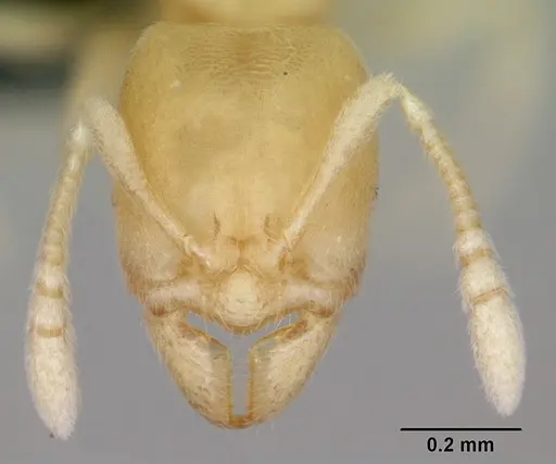 Typhlomyrmex pusillus specimen CASENT0006786 image casent0006786_2