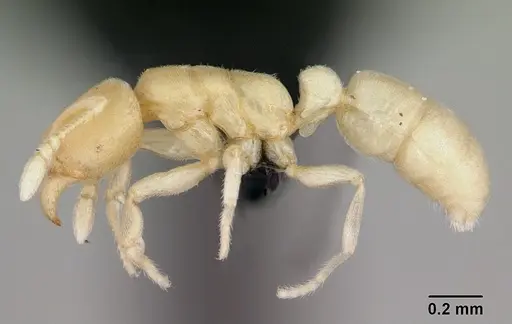 Typhlomyrmex pusillus specimen CASENT0006786 image casent0006786_3