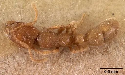 Typhlomyrmex pusillus specimen CASENT0102122 image casent0102122_1