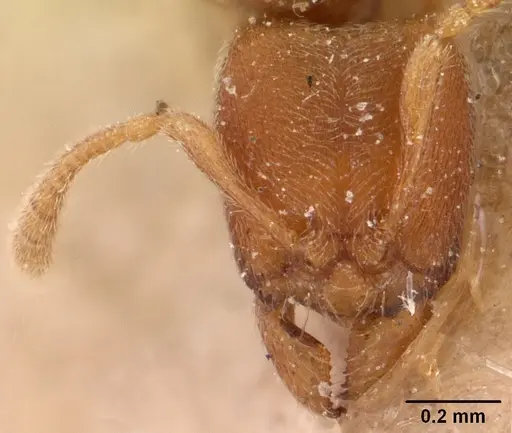 Typhlomyrmex pusillus specimen CASENT0102122 image casent0102122_2