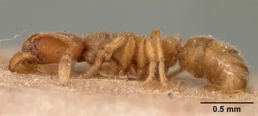 Typhlomyrmex pusillus specimen CASENT0102122 image casent0102122_3