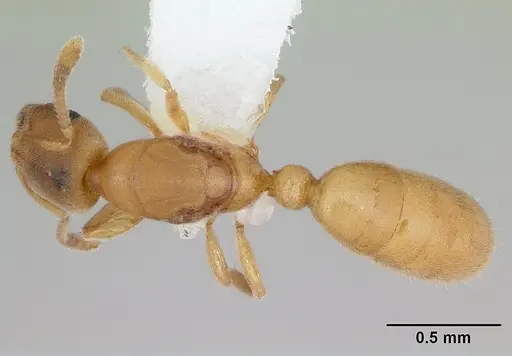 Typhlomyrmex pusillus specimen CASENT0173389 image casent0173389_1