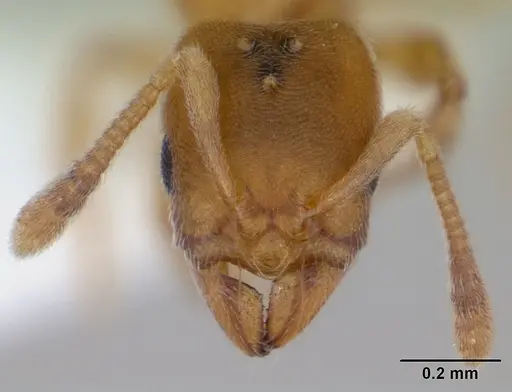 Typhlomyrmex pusillus specimen CASENT0173389 image casent0173389_2