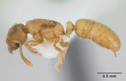 Typhlomyrmex pusillus specimen CASENT0173389 image casent0173389_3