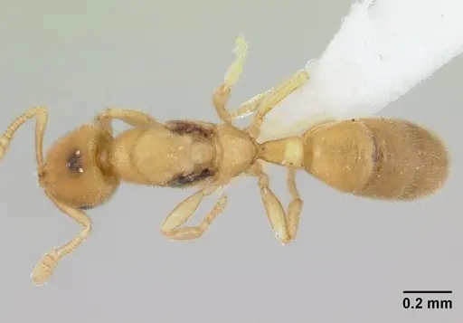 Typhlomyrmex pusillus specimen CASENT0178662 image casent0178662_1