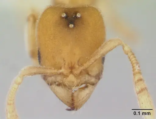 Typhlomyrmex pusillus specimen CASENT0178662 image casent0178662_2