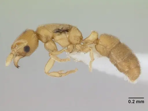 Typhlomyrmex pusillus specimen CASENT0178662 image casent0178662_3