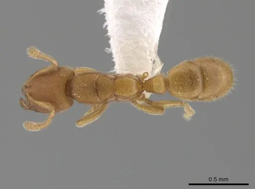 Typhlomyrmex pusillus specimen CASENT0619736 image casent0619736_1