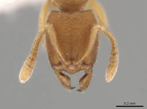 Typhlomyrmex pusillus specimen CASENT0619736 image casent0619736_2