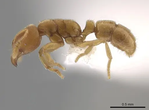 Typhlomyrmex pusillus specimen CASENT0619736 image casent0619736_3