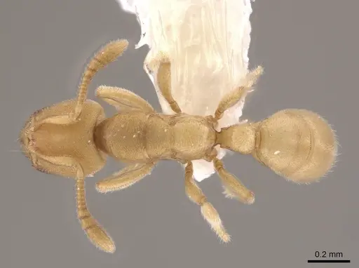 Typhlomyrmex pusillus specimen CASENT0631762 image casent0631762_1