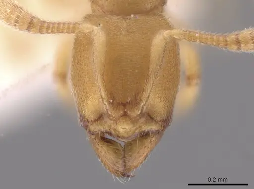 Typhlomyrmex pusillus specimen CASENT0631762 image casent0631762_2