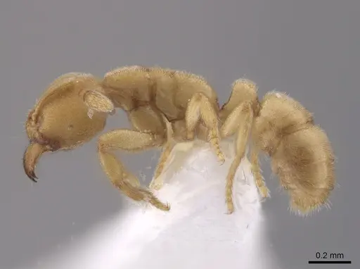 Typhlomyrmex pusillus specimen CASENT0631762 image casent0631762_3