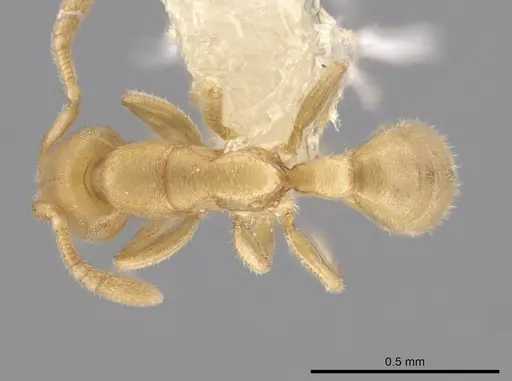Typhlomyrmex pusillus specimen CASENT0644597 image casent0644597_1