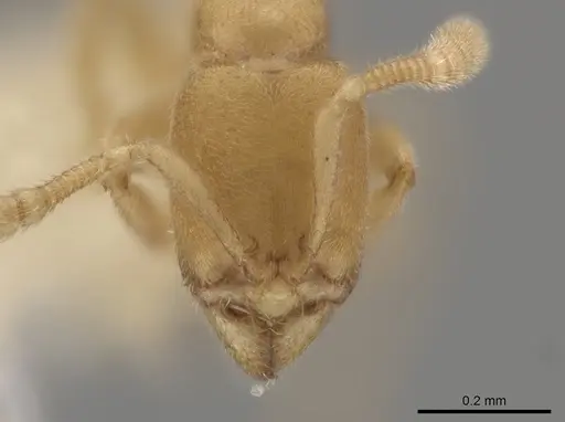 Typhlomyrmex pusillus specimen CASENT0644597 image casent0644597_2