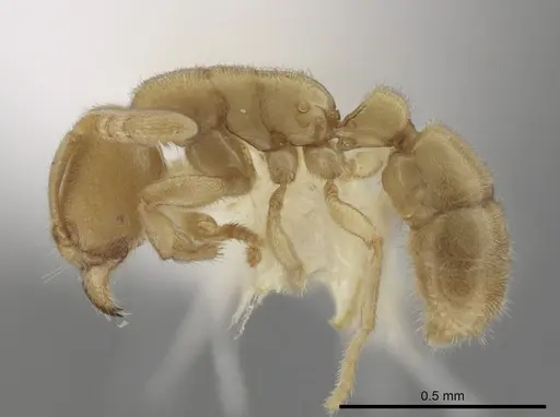 Typhlomyrmex pusillus specimen CASENT0644597 image casent0644597_3