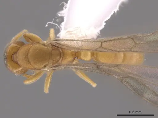 Typhlomyrmex pusillus specimen CASENT0650471 image casent0650471_2