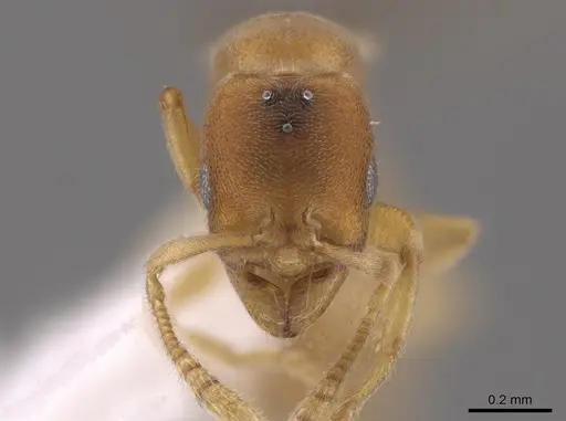 Typhlomyrmex pusillus specimen CASENT0650471 image casent0650471_3