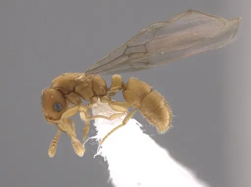 Typhlomyrmex pusillus specimen CASENT0650471 image casent0650471_4