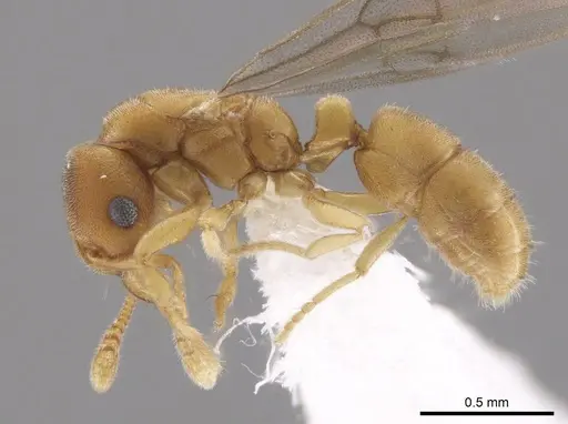 Typhlomyrmex pusillus specimen CASENT0650471 image casent0650471_5