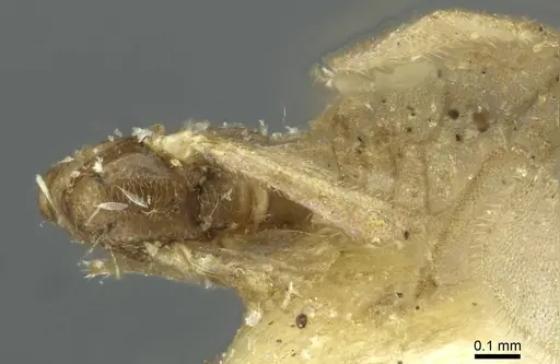 Typhlomyrmex pusillus specimen CASENT0913587 image casent0913587_1