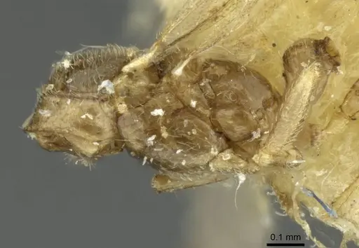 Typhlomyrmex pusillus specimen CASENT0913587 image casent0913587_2
