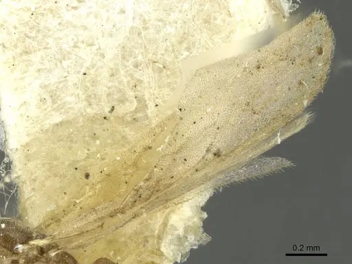 Typhlomyrmex pusillus specimen CASENT0913587 image casent0913587_3
